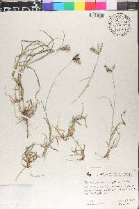 Dactyloctenium aegyptium image