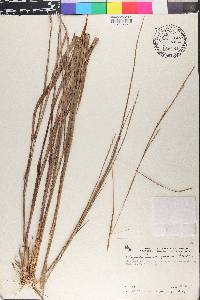 Schizachyrium sanguineum image