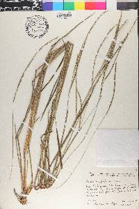Paspalum pilosum image