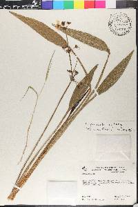 Echinodorus paniculatus image