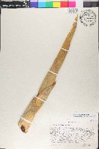 Guadua angustifolia image