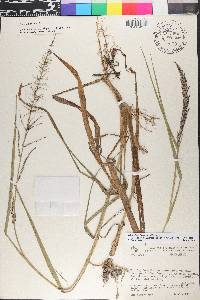 Rugoloa pilosa image