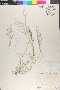 Eragrostis acutiflora image