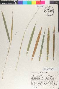 Guadua angustifolia image