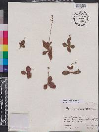 Gloxinia erinoides image