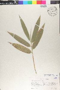 Guadua angustifolia image