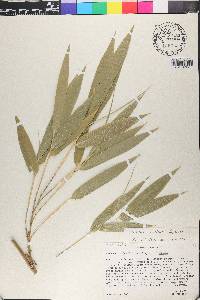 Guadua angustifolia image