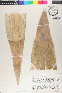 Guadua paniculata image
