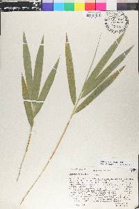 Guadua angustifolia image
