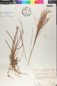Andropogon bicornis image