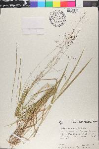 Otachyrium versicolor image