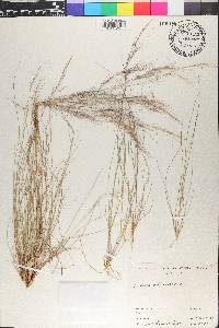 Aristida adscensionis image