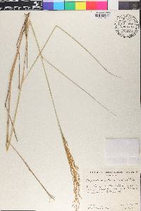 Sorghastrum setosum image