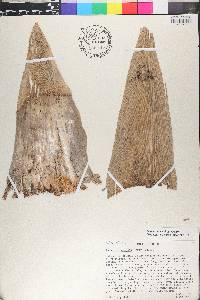 Guadua paniculata image