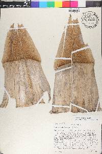 Guadua paniculata image