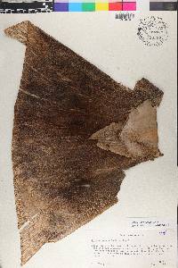 Guadua angustifolia image
