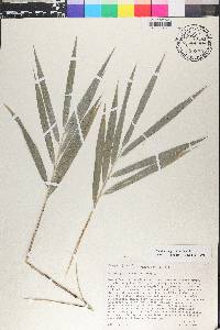 Guadua angustifolia image