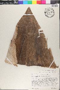 Guadua angustifolia image