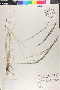 Eragrostis acutiflora image