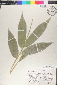 Guadua angustifolia image
