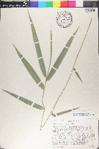 Guadua paniculata image