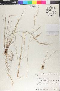 Aristida adscensionis image