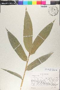 Guadua angustifolia image
