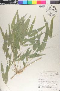 Rhipidocladum bartlettii image