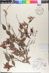 Myrcia splendens image