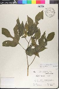 Solanum allophyllum image