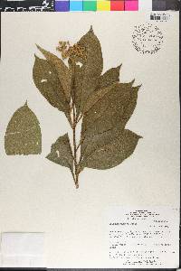 Solanum rugosum image