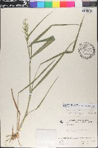 Rugoloa pilosa image