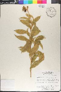 Solanum asperum image