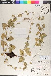 Matelea pubiflora image