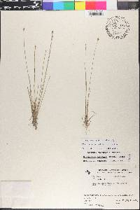 Eleocharis geniculata image