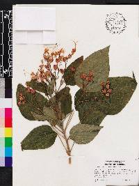 Clerodendrum trichotomum image