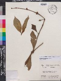 Psychotria aubletiana image