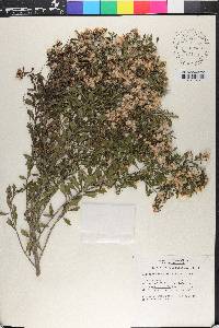 Baccharis myrsinites image