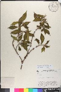 Henriettea tovarensis image