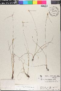Kyllinga odorata image