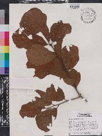 Quercus arkansana image