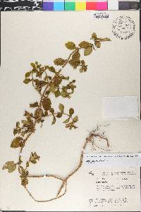 Spermacoce alata image