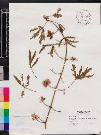 Mimosa pudica image