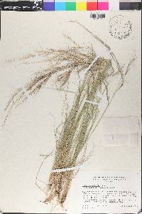 Aristida purpurea var. wrightii image