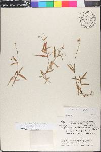 Callisia serrulata image