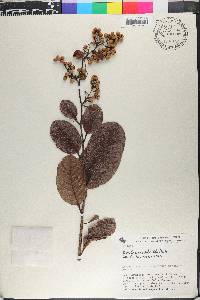 Davilla nitida image