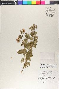 Solanum umbelliferum image