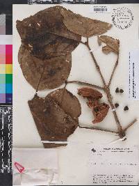 Posoqueria coriacea image