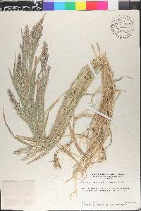 Polypogon viridis image