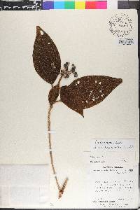 Conostegia speciosa image